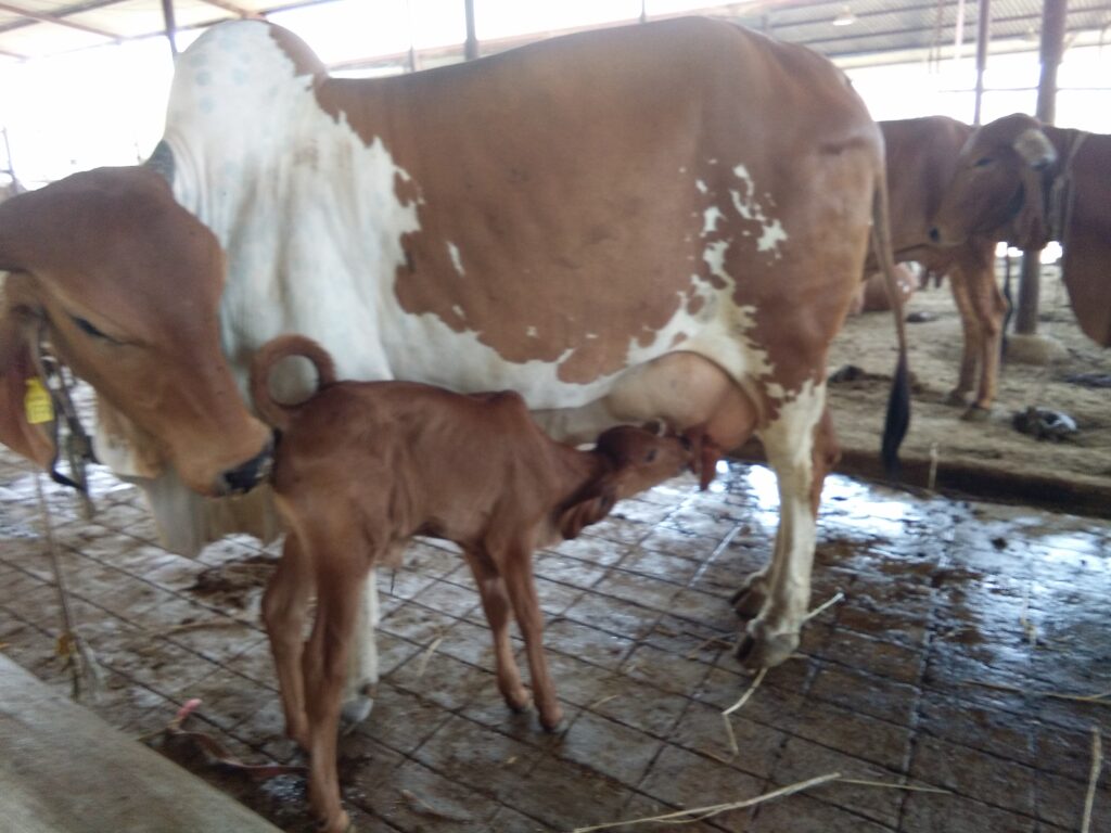 Best A2 Gir Cow Milk And Ghee In Mumbai Vitafarms best-a2-gir-cow-milk-and-ghee-in-mumbai-vitafarms